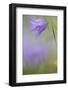 Harebell, Campanula Rotundifolia, Close-Up-Andreas Keil-Framed Photographic Print