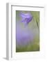 Harebell, Campanula Rotundifolia, Close-Up-Andreas Keil-Framed Photographic Print