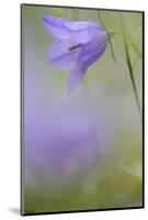 Harebell, Campanula Rotundifolia, Close-Up-Andreas Keil-Mounted Photographic Print