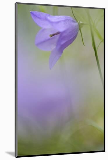 Harebell, Campanula Rotundifolia, Close-Up-Andreas Keil-Mounted Photographic Print