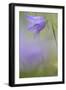 Harebell, Campanula Rotundifolia, Close-Up-Andreas Keil-Framed Photographic Print