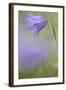 Harebell, Campanula Rotundifolia, Close-Up-Andreas Keil-Framed Photographic Print