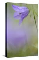 Harebell, Campanula Rotundifolia, Close-Up-Andreas Keil-Stretched Canvas