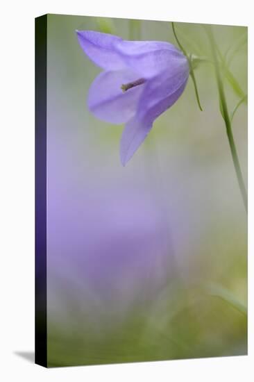 Harebell, Campanula Rotundifolia, Close-Up-Andreas Keil-Stretched Canvas