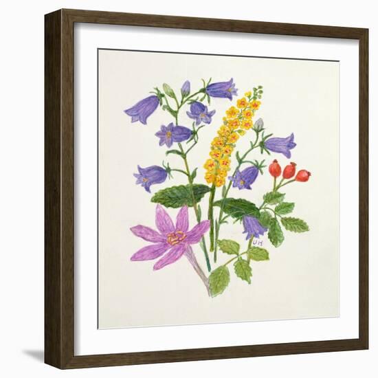 Harebells and Other Wild Flowers-Ursula Hodgson-Framed Giclee Print