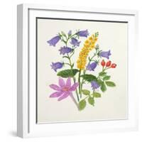 Harebells and Other Wild Flowers-Ursula Hodgson-Framed Giclee Print