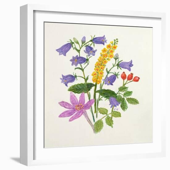 Harebells and Other Wild Flowers-Ursula Hodgson-Framed Giclee Print