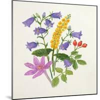 Harebells and Other Wild Flowers-Ursula Hodgson-Mounted Giclee Print