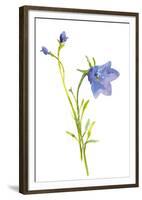 Harebells I-Sandra Jacobs-Framed Giclee Print