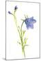 Harebells I-Sandra Jacobs-Mounted Giclee Print