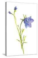 Harebells I-Sandra Jacobs-Stretched Canvas