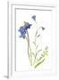 Harebells II-Sandra Jacobs-Framed Giclee Print