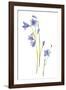 Harebells III-Sandra Jacobs-Framed Giclee Print