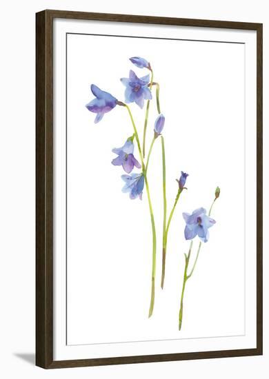 Harebells III-Sandra Jacobs-Framed Giclee Print