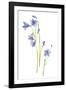 Harebells III-Sandra Jacobs-Framed Giclee Print