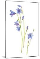 Harebells III-Sandra Jacobs-Mounted Giclee Print