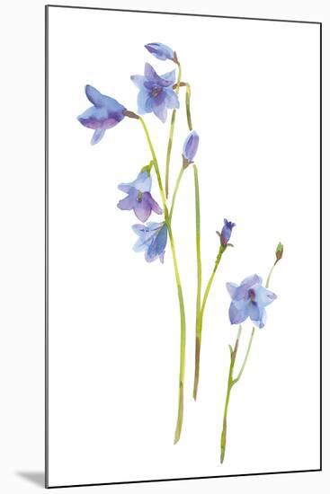 Harebells III-Sandra Jacobs-Mounted Giclee Print