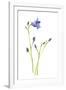 Harebells IV-Sandra Jacobs-Framed Giclee Print