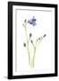 Harebells IV-Sandra Jacobs-Framed Giclee Print