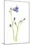 Harebells IV-Sandra Jacobs-Mounted Giclee Print