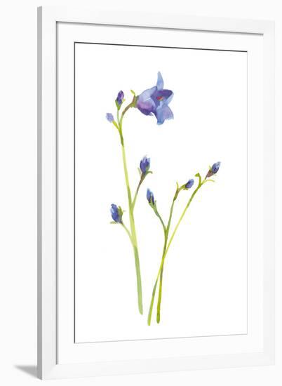 Harebells IV-Sandra Jacobs-Framed Giclee Print