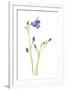 Harebells IV-Sandra Jacobs-Framed Giclee Print