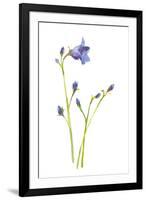 Harebells IV-Sandra Jacobs-Framed Giclee Print