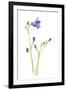 Harebells IV-Sandra Jacobs-Framed Giclee Print