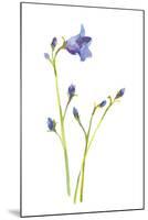 Harebells IV-Sandra Jacobs-Mounted Giclee Print