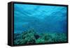 Harem Flag Basslet School above a Coral Reef (Pseudanthias Squamipinnis)-Reinhard Dirscherl-Framed Stretched Canvas