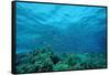 Harem Flag Basslet School above a Coral Reef (Pseudanthias Squamipinnis)-Reinhard Dirscherl-Framed Stretched Canvas