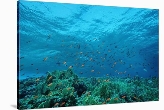 Harem Flag Basslet School above a Coral Reef (Pseudanthias Squamipinnis)-Reinhard Dirscherl-Stretched Canvas