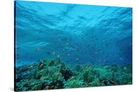 Harem Flag Basslet School above a Coral Reef (Pseudanthias Squamipinnis)-Reinhard Dirscherl-Stretched Canvas