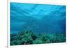 Harem Flag Basslet School above a Coral Reef (Pseudanthias Squamipinnis)-Reinhard Dirscherl-Framed Photographic Print