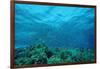 Harem Flag Basslet School above a Coral Reef (Pseudanthias Squamipinnis)-Reinhard Dirscherl-Framed Photographic Print