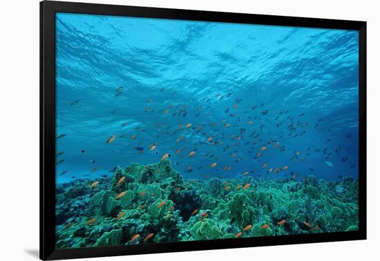 Harem Flag Basslet School above a Coral Reef (Pseudanthias Squamipinnis)-Reinhard Dirscherl-Framed Photographic Print