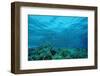 Harem Flag Basslet School above a Coral Reef (Pseudanthias Squamipinnis)-Reinhard Dirscherl-Framed Photographic Print