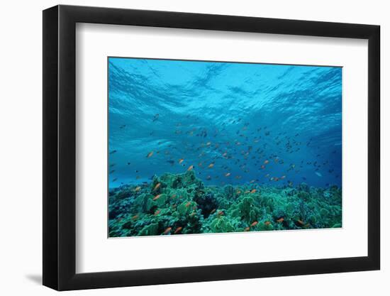 Harem Flag Basslet School above a Coral Reef (Pseudanthias Squamipinnis)-Reinhard Dirscherl-Framed Photographic Print