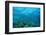 Harem Flag Basslet School above a Coral Reef (Pseudanthias Squamipinnis)-Reinhard Dirscherl-Framed Photographic Print