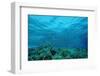 Harem Flag Basslet School above a Coral Reef (Pseudanthias Squamipinnis)-Reinhard Dirscherl-Framed Photographic Print