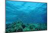 Harem Flag Basslet School above a Coral Reef (Pseudanthias Squamipinnis)-Reinhard Dirscherl-Mounted Photographic Print