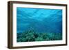 Harem Flag Basslet School above a Coral Reef (Pseudanthias Squamipinnis)-Reinhard Dirscherl-Framed Photographic Print