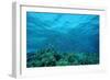 Harem Flag Basslet School above a Coral Reef (Pseudanthias Squamipinnis)-Reinhard Dirscherl-Framed Photographic Print