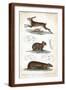 Brown Frame
