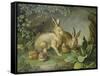 Hares and Leverets in a Rocky Lair-Johann Wenzel Peter-Framed Stretched Canvas