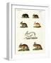 Hares and Rabbits-null-Framed Giclee Print