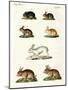 Hares and Rabbits-null-Mounted Giclee Print
