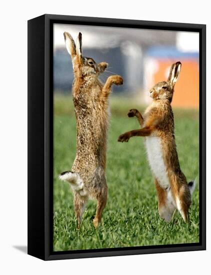 Hares Fight on a Field Near Frankfurt-null-Framed Stretched Canvas