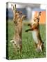 Hares Fight on a Field Near Frankfurt-null-Stretched Canvas