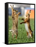Hares Fight on a Field Near Frankfurt-null-Framed Stretched Canvas